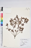 紅毛杜鵑藏品圖，第1張