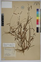 牛軛草藏品圖，第1張