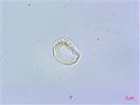 短角冷水麻藏品圖，第2張