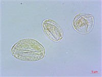 短角冷水麻藏品圖，第3張