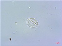 短角冷水麻藏品圖，第2張