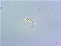 短角冷水麻藏品圖，第3張