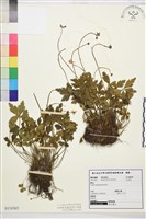 五葉黃連藏品圖，第1張