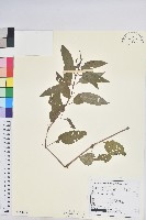 山靛藏品圖，第1張