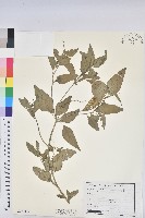 登錄號:S154425藏品圖，第1張