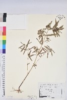 華南大戟藏品圖，第1張