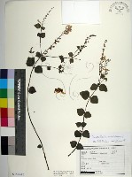 南台灣黃芩藏品圖，第1張