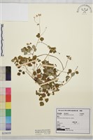 傅氏唐松草藏品圖，第1張