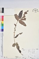 菲律賓饅頭果藏品圖，第1張