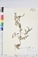 葉下珠、珠仔草藏品圖，第1張