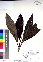 登錄號:S154556藏品圖，第1張