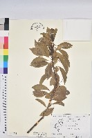 土沉香藏品圖，第1張