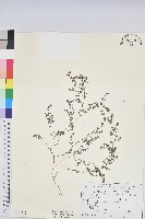 匐根大戟藏品圖，第1張