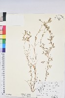 假葉下珠藏品圖，第1張