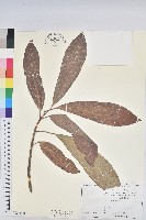 長葉變葉木藏品圖，第1張