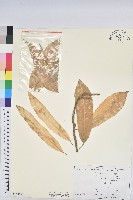 闊葉變葉木藏品圖，第1張