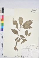 子彈石櫟藏品圖，第1張