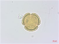 蘇聯補血草藏品圖，第2張