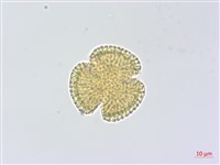 蘇聯補血草藏品圖，第3張