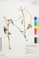 登錄號:S154734藏品圖，第1張