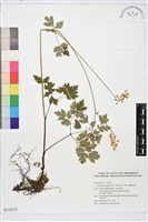 單穗升麻藏品圖，第1張