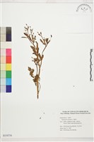 石龍芮藏品圖，第1張