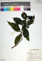 玉葉金花藏品圖，第1張