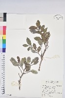 細葉饅頭果藏品圖，第1張