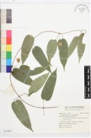 亨利氏鐵線蓮藏品圖，第1張