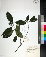 薄葉玉心花藏品圖，第1張