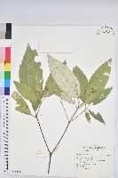 裡白巴豆藏品圖，第1張