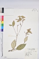 裡白巴豆藏品圖，第1張