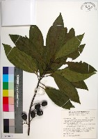 球果杜英、早田氏杜英藏品圖，第1張