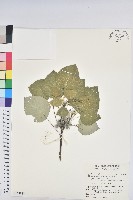 血桐藏品圖，第1張