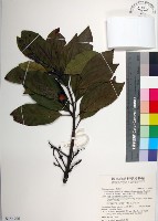 球果杜英、早田氏杜英藏品圖，第1張