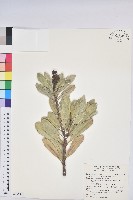 蘭嶼土沉香藏品圖，第1張