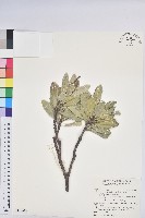 蘭嶼土沉香藏品圖，第1張