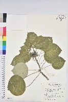 血桐藏品圖，第1張