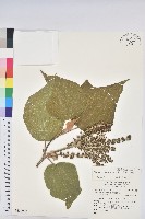 野桐藏品圖，第1張