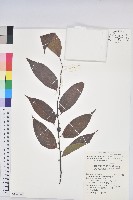 披針葉饅頭果藏品圖，第1張