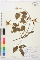 田代氏鐵線蓮藏品圖，第1張