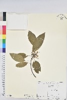 白臼藏品圖，第1張