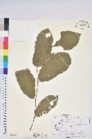 茅栗、日本栗藏品圖，第1張