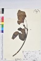 三年桐、光桐藏品圖，第1張