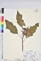 聖誕紅、一品紅藏品圖，第1張