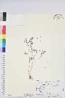 小返魂藏品圖，第1張