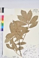 赤皮、赤皮椆藏品圖，第1張