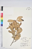 嶺南青剛櫟、嶺南椆藏品圖，第1張