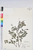 紅仔珠藏品圖，第1張