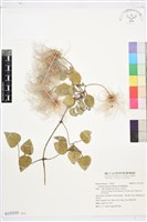 屏東鐵線蓮藏品圖，第1張